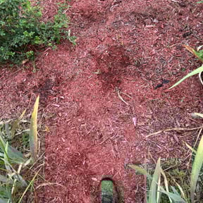 Flower Bed Weeding by Jason&#039;s Home Service&#039;s LLC reviewed on July 12, 2022