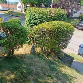 Bush Trimming by Anointed Services reviewed on November 18, 2024