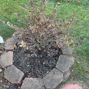 Flower Bed Weeding by Da Munchez/ High 5 landscaping reviewed on July 11, 2022