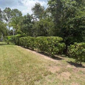 Bush Trimming by TorresLawnservice reviewed on October 21, 2022