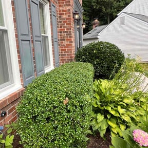 Bush Trimming by GreenCut Lawn Care reviewed on April 20, 2025