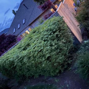 Bush Trimming by Clippin Ur grass landscaping reviewed on October 30, 2024