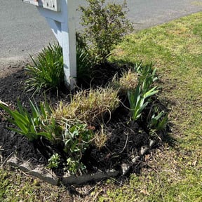 Mulching by MVP Lawn Care LLC. reviewed on June 24, 2020