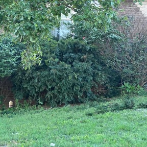 Bush Trimming by St Charles Services reviewed on November 1, 2024