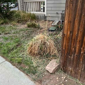 Bush Trimming by Trinity Mobile Service LLC reviewed on August 3, 2022