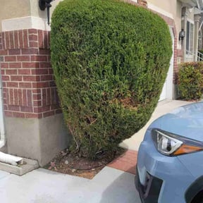 Bush Trimming by GrassSlayers Property Maintenance reviewed on May 7, 2022