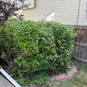Bush Trimming by KJ & Co reviewed on November 22, 2024