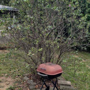 Bush Trimming by Man &amp; Mower reviewed on July 9, 2020