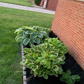 Cleanups by 5280 Lawns Llc reviewed on June 10, 2022