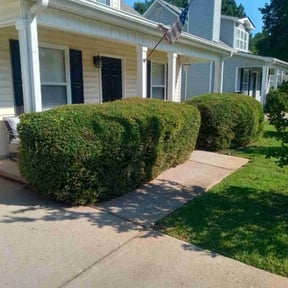 Bush Trimming by Buggs & Sons Landscape MGMT reviewed on August 4, 2022