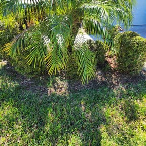 Bush Trimming by Green T's Lawn & Landscape reviewed on May 13, 2022