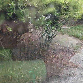 Flower Bed Weeding by Giselle massa reviewed on November 21, 2023