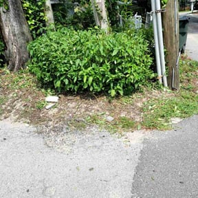 Bush Trimming by JJ&D Property Management reviewed on June 27, 2025