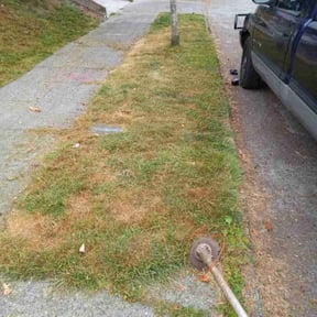 Bush Trimming by Pristine Properties LHS reviewed on April 12, 2025