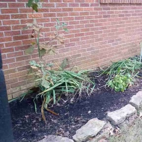 Flower Bed Weeding by Equality Lawn Care reviewed on October 5, 2024