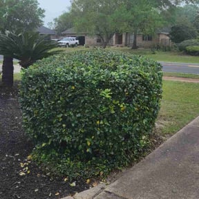 Bush Trimming by Gaston S Lawn Care reviewed on July 7, 2025