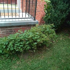 Bush Trimming by LSLTDallas/FortWorthTruGreen reviewed on June 28, 2025