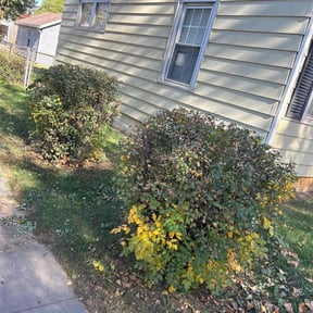 Bush Trimming by Katos lawn service reviewed on April 22, 2022