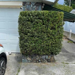 Bush Trimming by Clean Cut Lawn Service reviewed on July 28, 2022