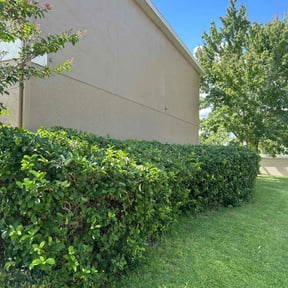 Bush Trimming by ZKZ Landscape &amp; Design reviewed on March 10, 2025