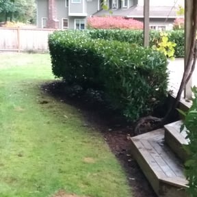 Bush Trimming by Legit Lawn Care Plus reviewed on June 7, 2022