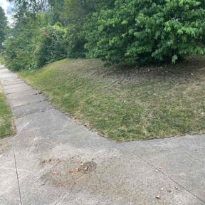 Bush Trimming by King of Lawn Care LLC reviewed on August 9, 2022