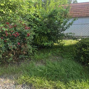 Bush Trimming by D.P.S (Dave Property Services) reviewed on December 14, 2024