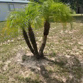 Bush Trimming by Hahshim Saunders reviewed on July 2, 2022