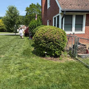 Bush Trimming by Lowcountry yard maintaince reviewed on June 5, 2022