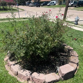 Flower Bed Weeding by Vázquezlawn reviewed on June 16, 2022