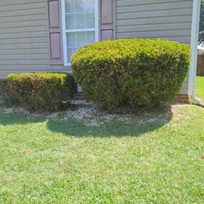 Bush Trimming by R Schaab cutters reviewed on August 8, 2024