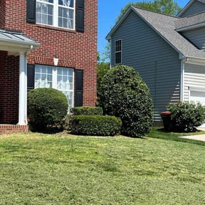 Bush Trimming by McNeil's lawn care & maintenance reviewed on August 17, 2024