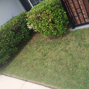 Weeding by Roberts lawn services reviewed on July 31, 2022