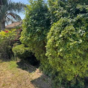 Bush Trimming by Lockwood Lawn Maintenance reviewed on July 15, 2020