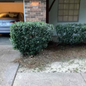 Bush Trimming by Dans Lawn Care reviewed on January 2, 2025