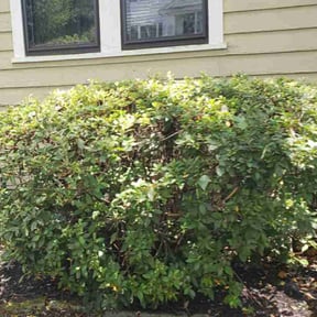 Bush Trimming by Nycstro LLC reviewed on May 31, 2022