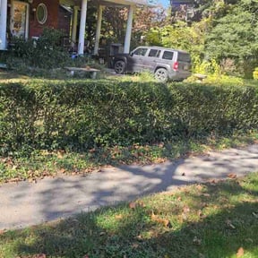 Bush Trimming by Rockville Landscaping reviewed on June 25, 2025