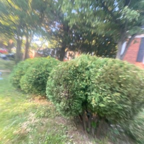 Bush Trimming by D.P.S (Dave Property Services) reviewed on November 20, 2024