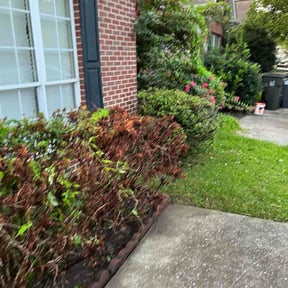 Bush Trimming by LSLTDallas/FortWorthTruGreen reviewed on April 25, 2025