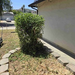 Bush Trimming by Jax Lawncare Co. reviewed on May 4, 2023