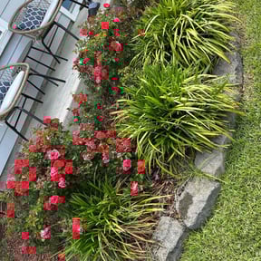Flower Bed Weeding by Charleston Green Team LLC. reviewed on November 23, 2022