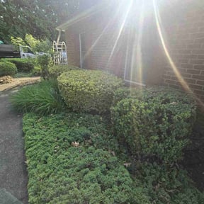 Bush Trimming by F.H PRO LLC Landscape reviewed on July 29, 2022