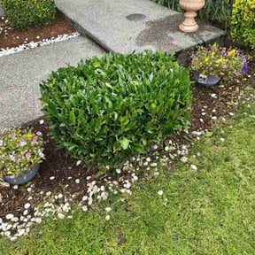 Bush Trimming by Mama maintenance reviewed on May 9, 2022