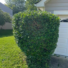 Bush Trimming by Green Earth Lawn and snow LLC reviewed on June 9, 2022