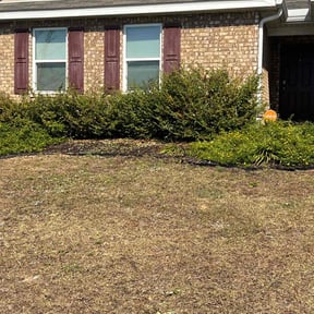 Bush Trimming by On The Green reviewed on July 8, 2022