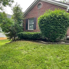 Bush Trimming by Amie's Clean Cut Lawns and More reviewed on July 11, 2022