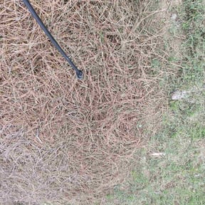Weeding by Green Grazers reviewed on July 12, 2022
