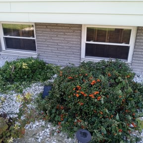 Bush Trimming by MJ'S Lawn service reviewed on September 15, 2024