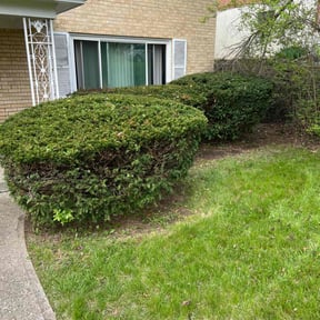 Bush Trimming by Randy's lawncare reviewed on July 24, 2022