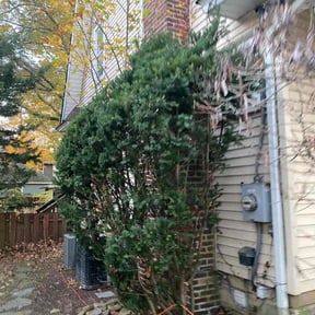 Bush Trimming by Jose Martinez landscape services reviewed on April 27, 2022